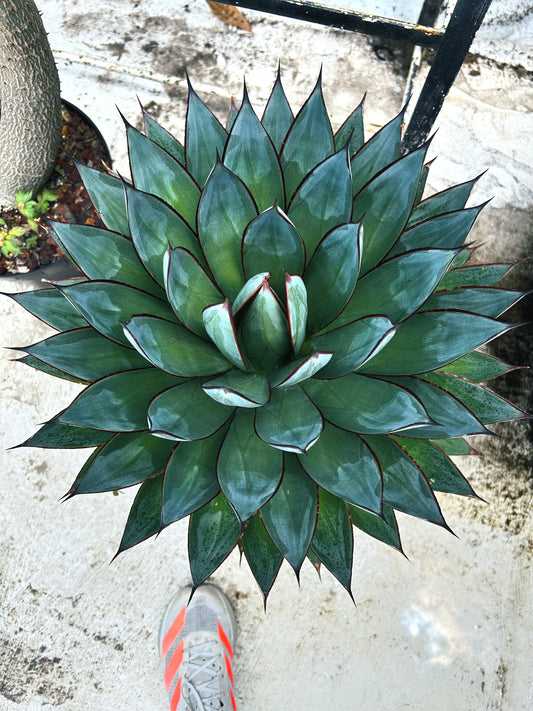 agave blue glow